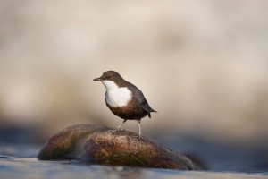 Conosciamo insieme il merlo acquaiolo