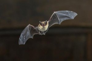 Il curioso volo del pipistrello