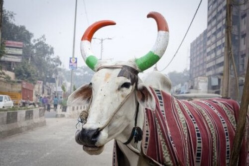 L’importanza della mucca in India