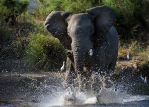Cos'è il must degli elefanti?