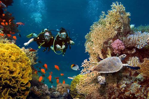 Consigli per nuotare tra le barriere coralline