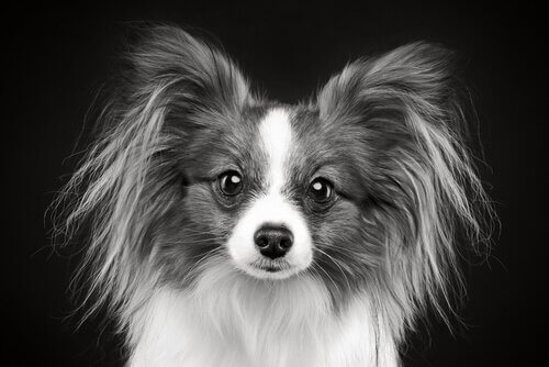 Pelo grigio cane giovane