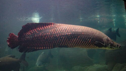 5 pesci di fiume del Sud America