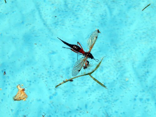 evitare gli insetti in piscina come fare