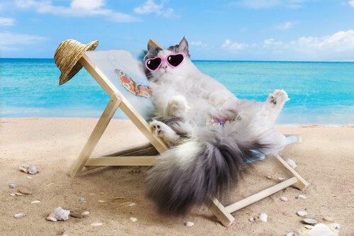Si può portare il gatto in spiaggia?