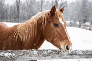 Come prendersi cura di un cavallo in inverno