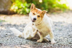 Infezioni della pelle nel cane e il loro trattamento