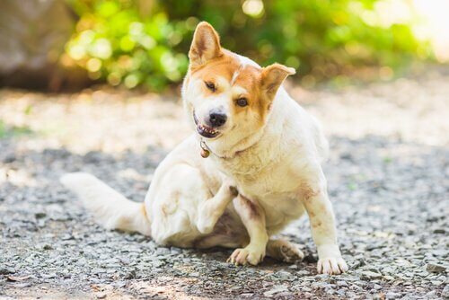 Infezioni della pelle nel cane e il loro trattamento