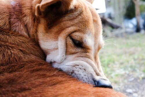 Problemi della pelle nel cane