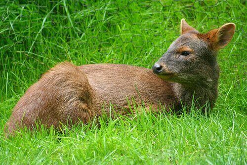 Pudu disteso nel prato
