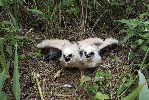 Pulcini albanella reale