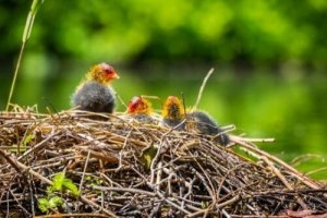 Cosa fare se si trova un nido abbandonato