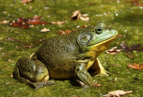 La rana toro: una specie invasiva