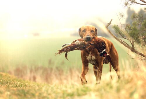 Le migliori razze di cani da caccia: quali sono?