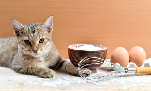 Ricette per i gatti