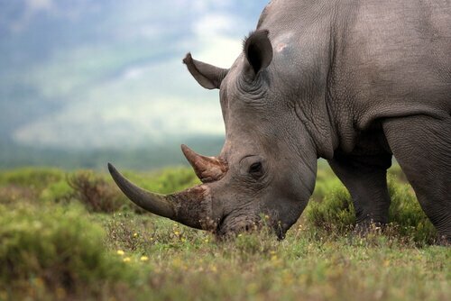 Otto rinoceronti sono morti durante il trasferimento ad una riserva naturale