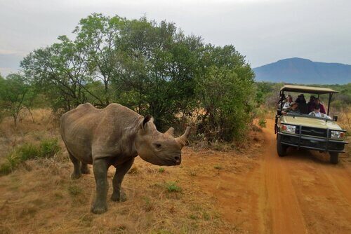 Rinoceronte safari