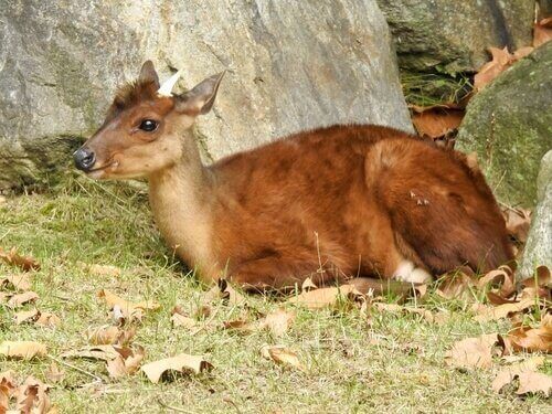 Riproduzione del pudu