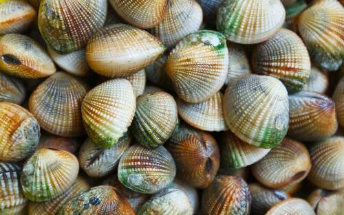Vongole ruditapes decussatus
