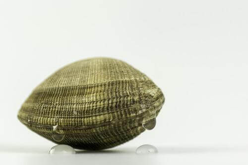 Vongola verace filippina