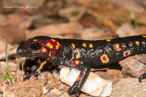 Salamandra morena