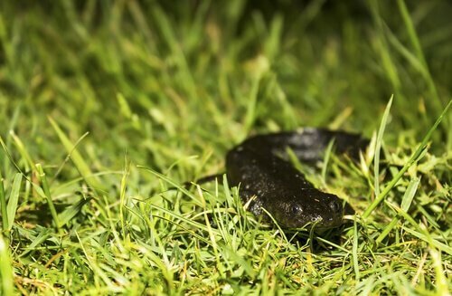 Salamandra nera tra salamandre della penisola iberica