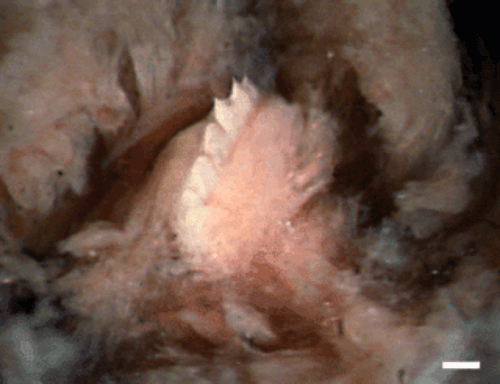 Sanguisuga attacca cane