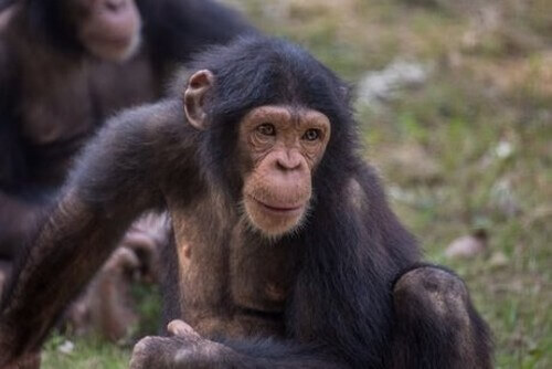 I curiosi scimpanzé del Triangolo di Goualougo