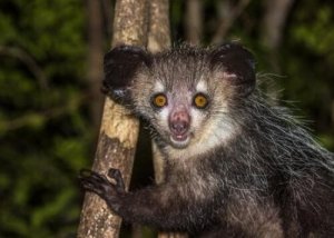Aye-aye, la scimmia più rara del mondo