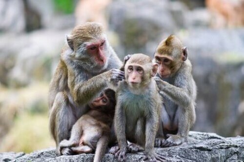 Perché le scimmie si puliscono fra loro?