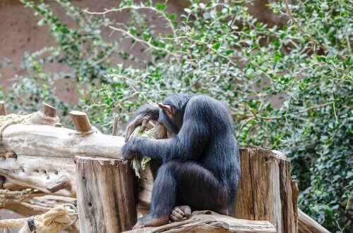 Scimpanzé tra gli alberi