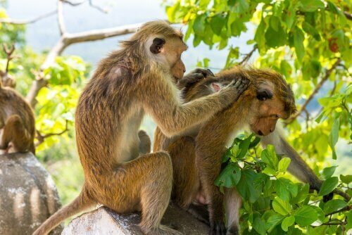 Scimmie sul ramo
