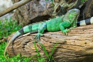 5 specie di iguane che dovete conoscere