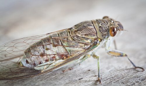 Cicala su legno
