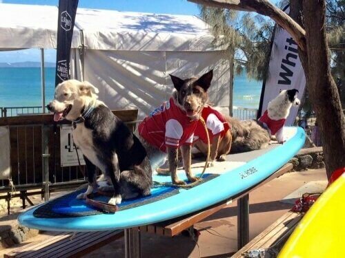 Surf con cani