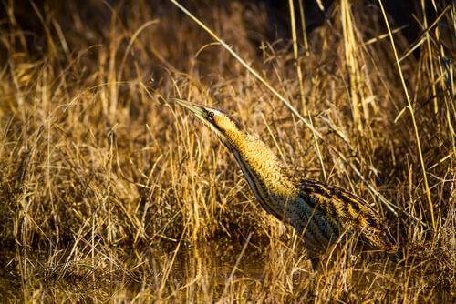 Tarabuso tra le piante