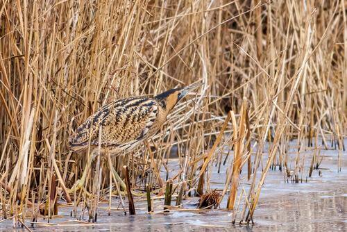 Tarabuso nella palude