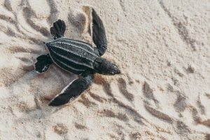 Tartaruga liuto: caratteristiche, alimentazione e habitat