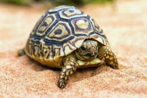 Consigli per chi vuole una tartaruga come animale domestico