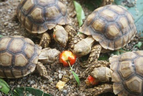 Consigli Per Chi Vuole Una Tartaruga Come Animale Domestico I Miei Animali