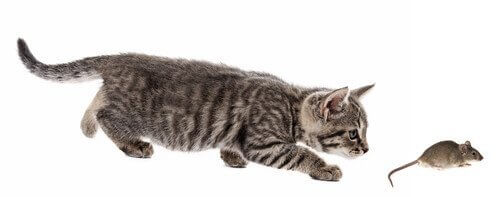 Tecnica di caccia del gatto