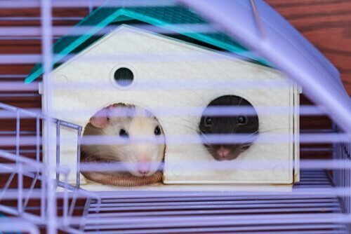 Topi dentro la gabbia