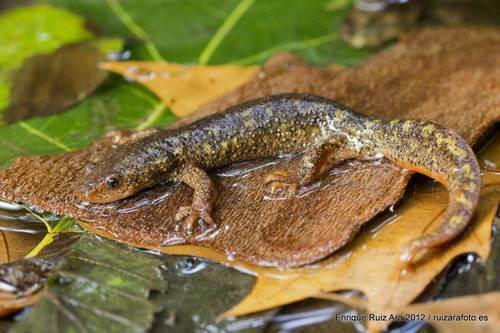 Tritone del Montseny tra salamandre della penisola iberica