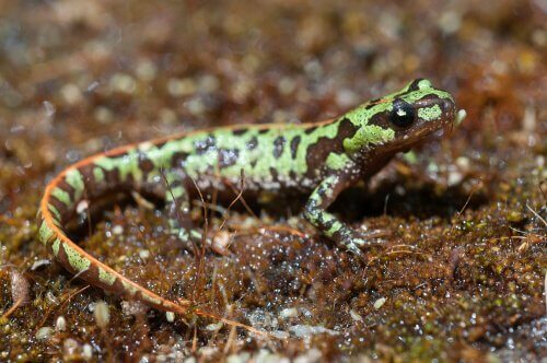 Tritone pigmeo tra salamandre della penisola iberica
