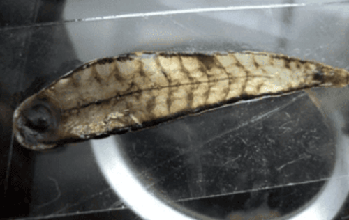 La tyrannobdella rex