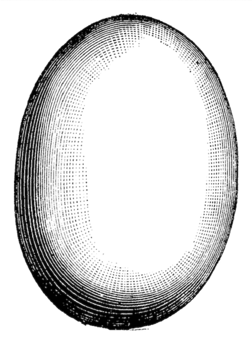 uovo di uccello elefante