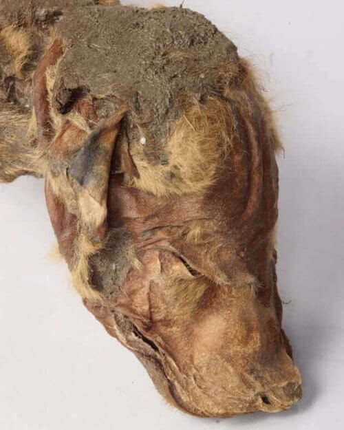 Scoperto lupo mummificato in Canada