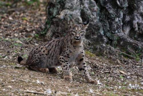 I diversi livelli del rischio di estinzione