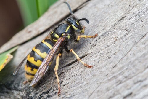Una vespa sul legno
