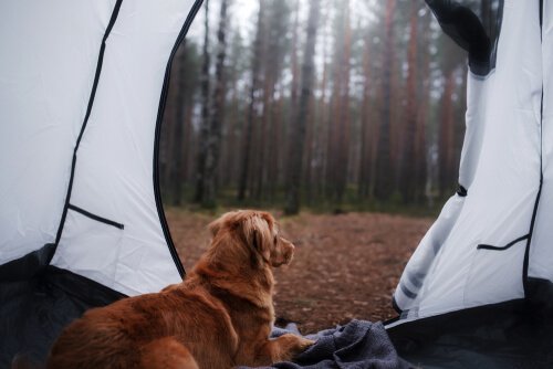 Si può andare in campeggio con il cane?